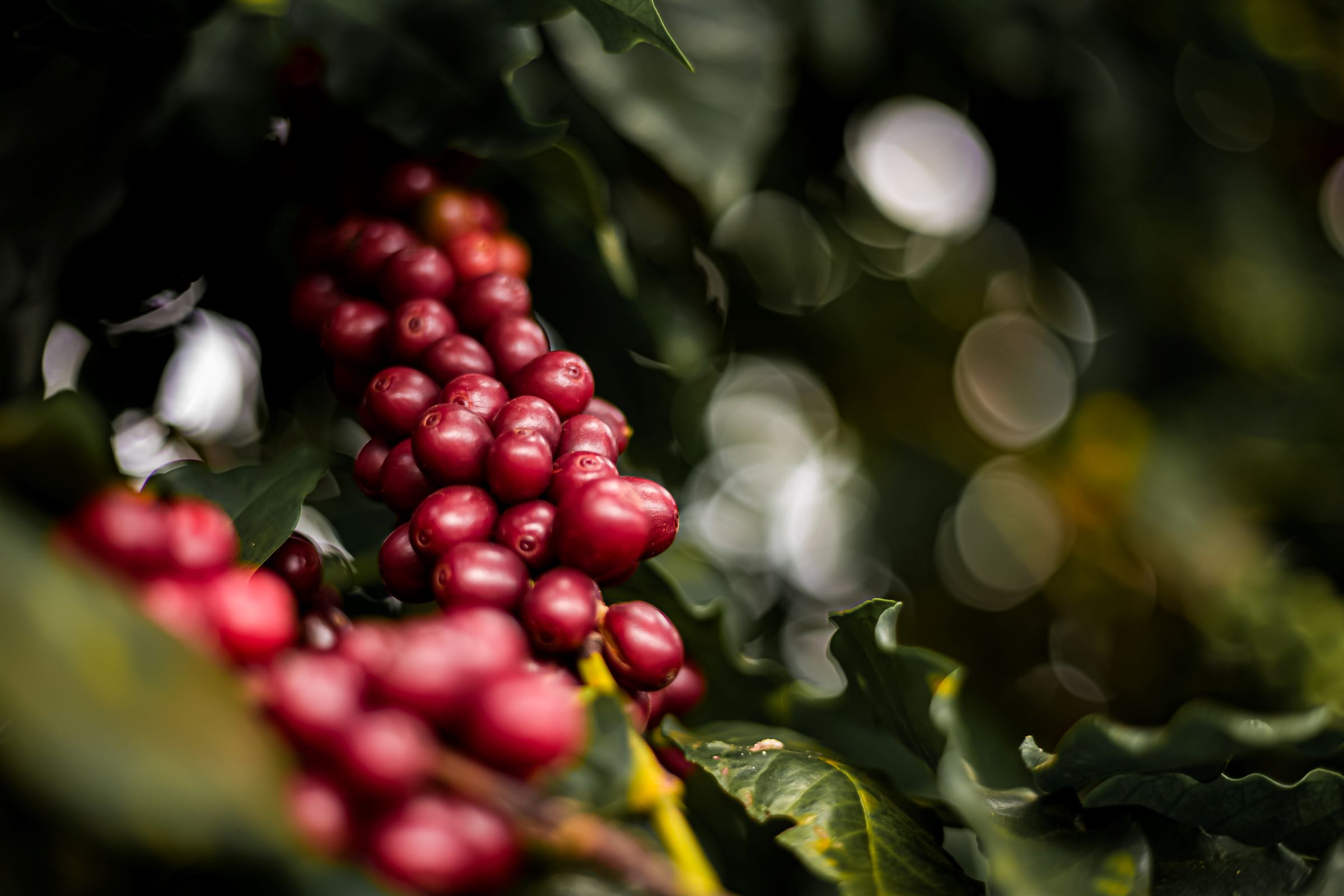 Descrição do banner